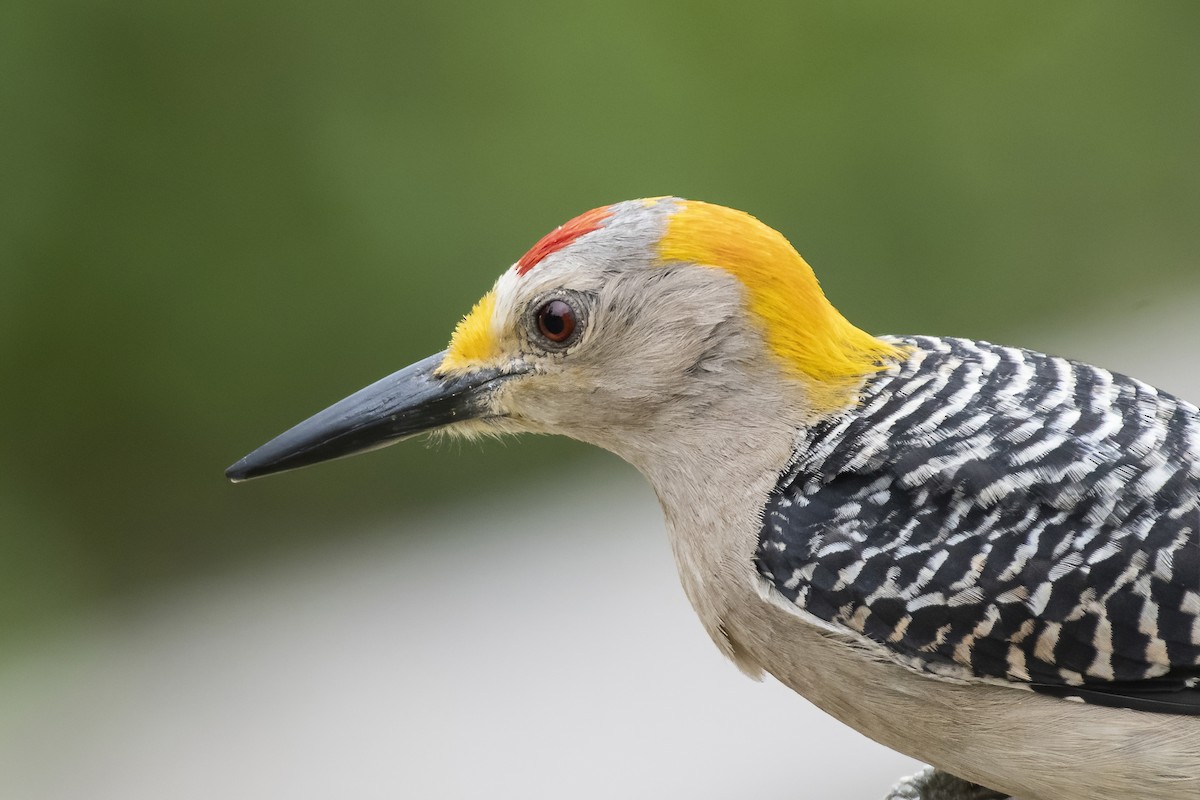 Golden-fronted Woodpecker - ML238868981