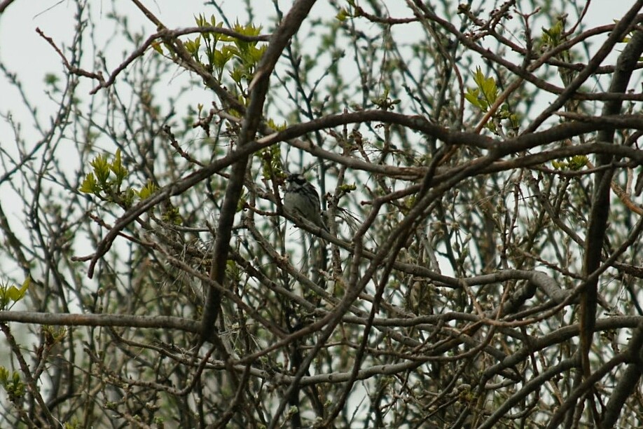 Black-throated Gray Warbler - Ryan Williamson