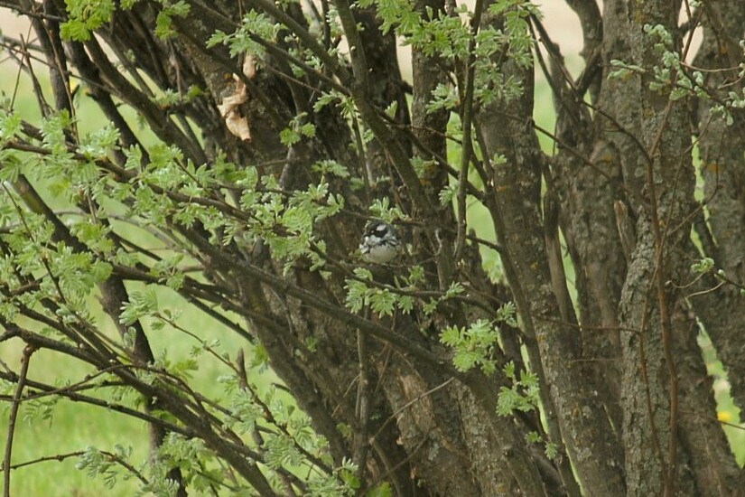 Black-throated Gray Warbler - Ryan Williamson
