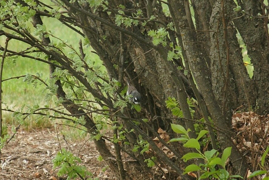 Black-throated Gray Warbler - ML238871061