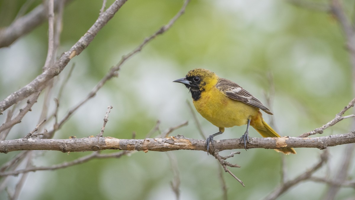 Orchard Oriole - ML238871451