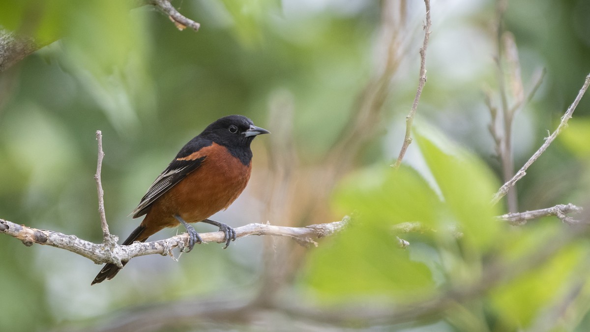 Orchard Oriole - ML238871541