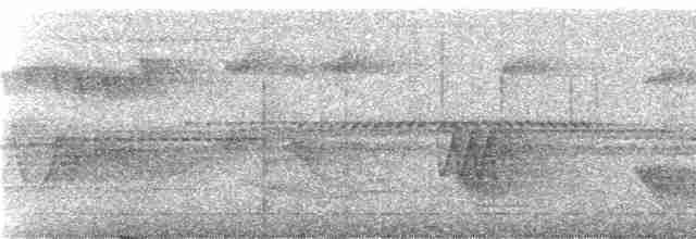 Streifenbrust-Ameisendrossel - ML238872
