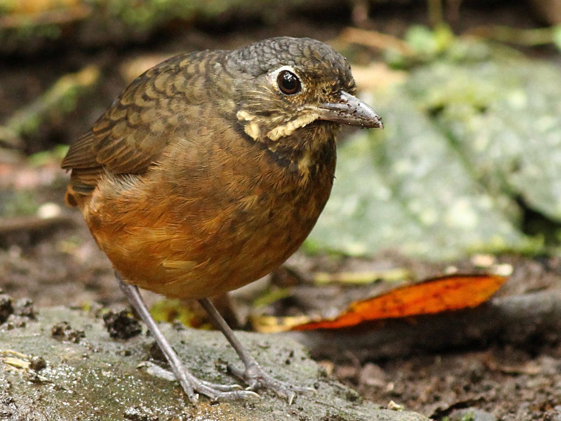 Scaled Antpitta - Luke Seitz