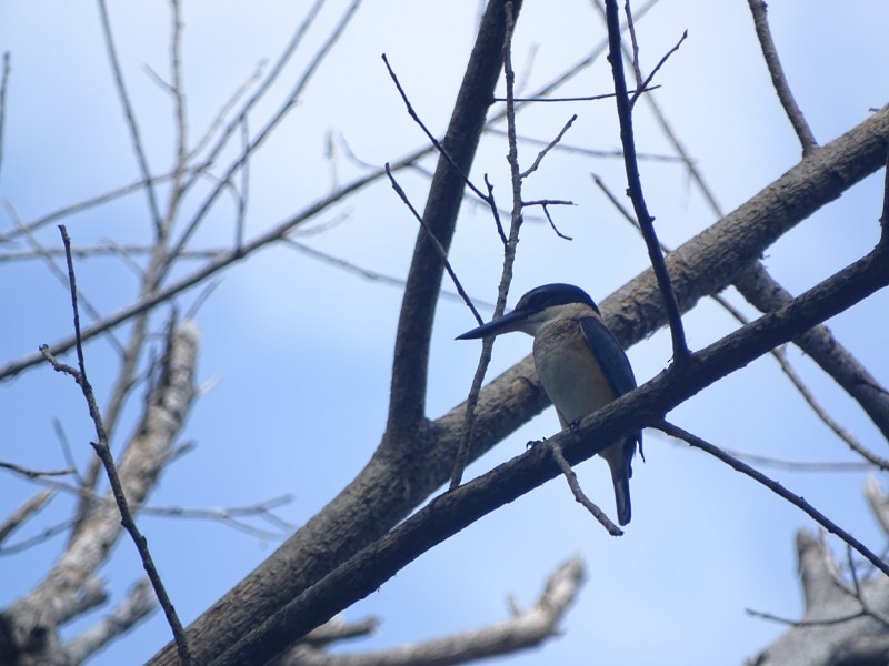Sacred Kingfisher (Australasian) - ML238883991