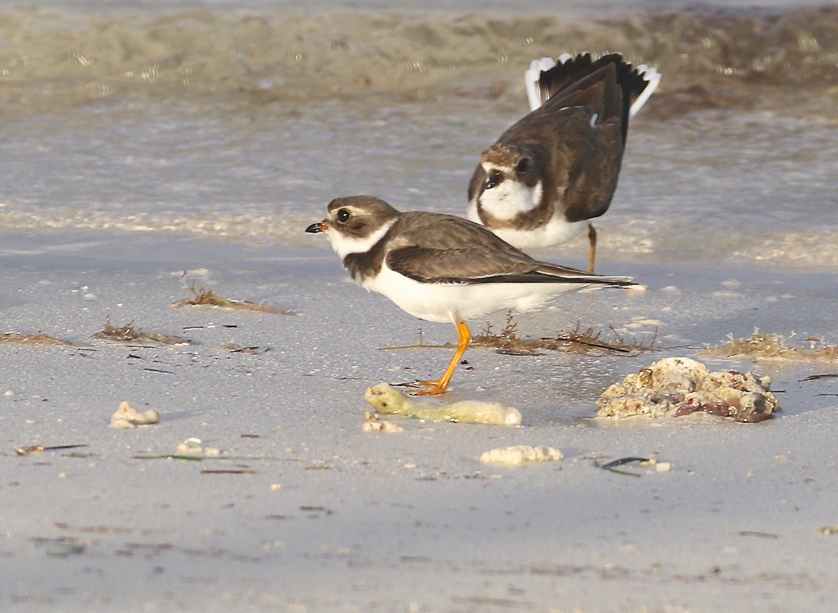Semipalmated Plover - ML23888711