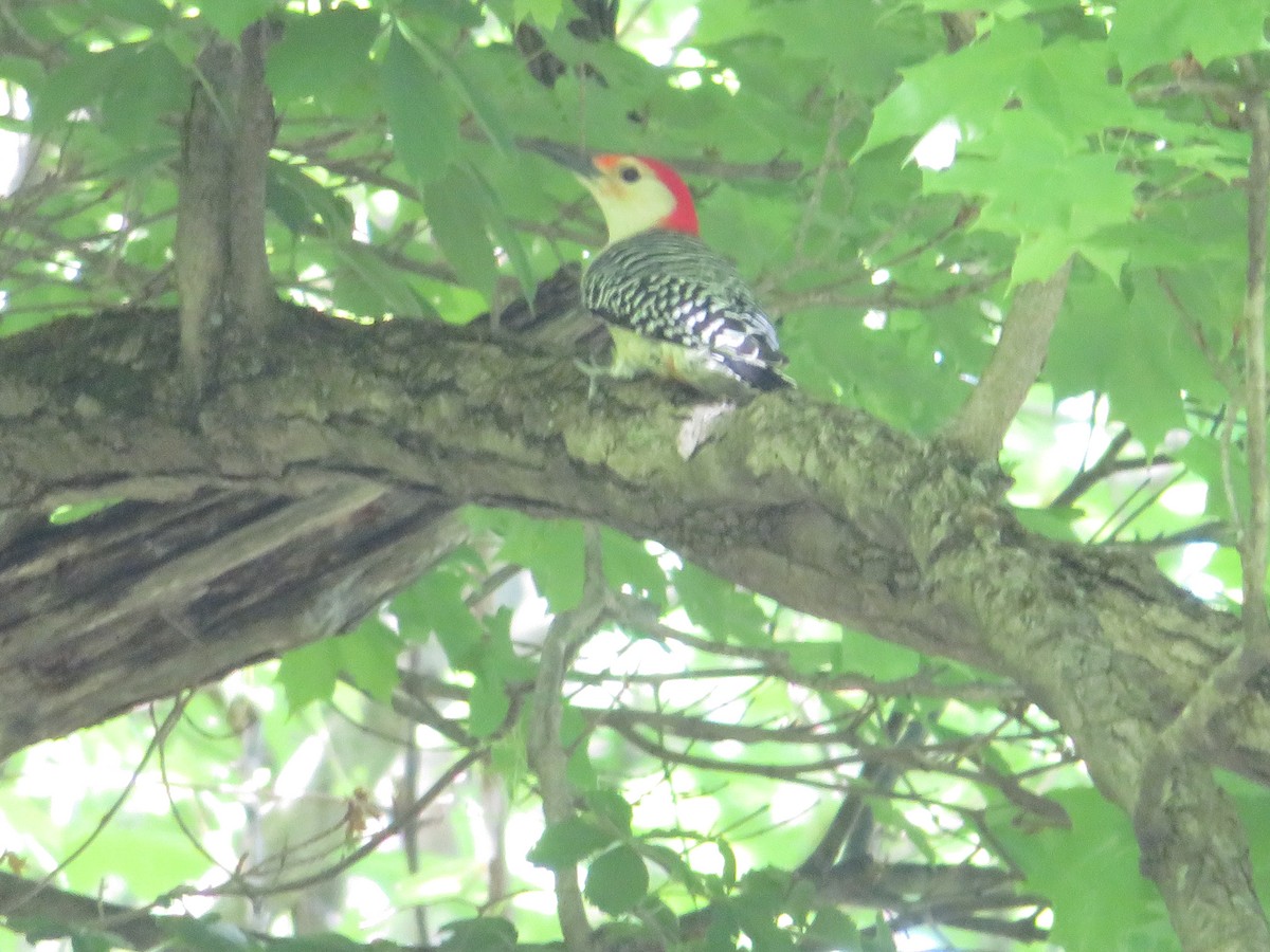 Red-bellied Woodpecker - ML238888491