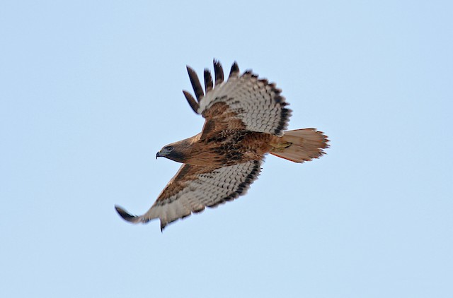 Adult female intermediate (rufous) morph; resident breeder at this site. - Red-tailed Hawk (calurus/alascensis) - 