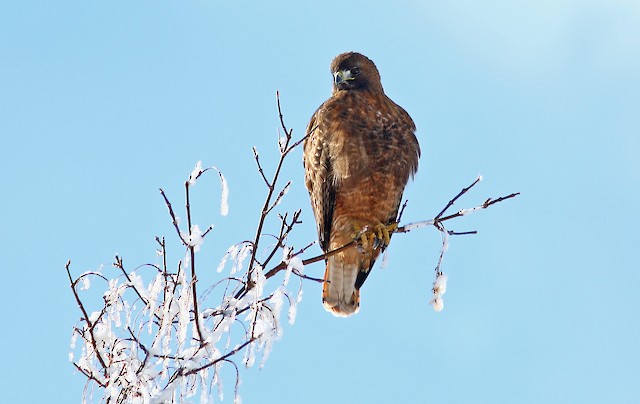 Adult female intermediate (rufous) morph; resident breeder at this site. - Red-tailed Hawk (calurus/alascensis) - 