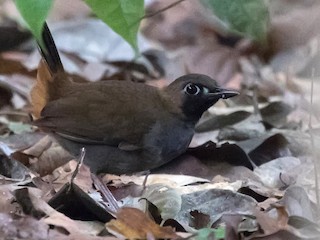  - Black-faced Antthrush
