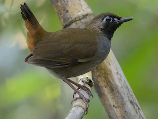  - Black-faced Antthrush
