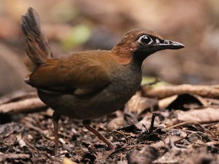  - Black-faced Antthrush