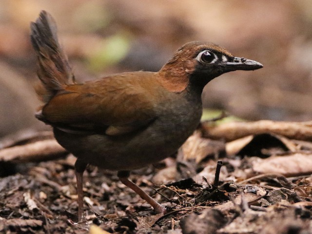 Adult (Central American) - Black-faced Antthrush - 