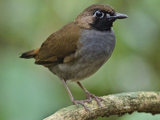  - Black-faced Antthrush