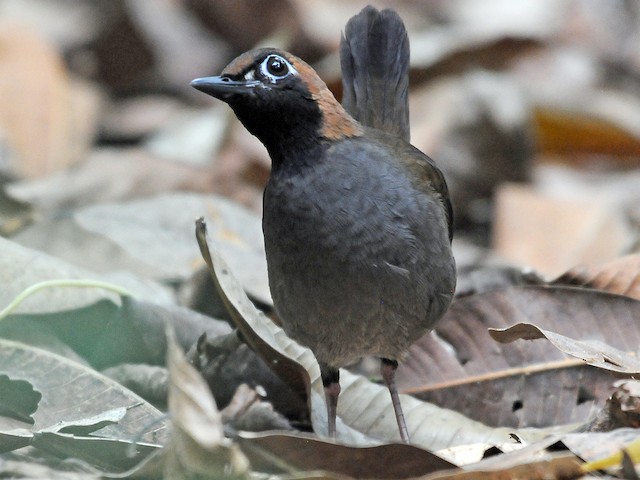 Adult (Central American) - Black-faced Antthrush - 