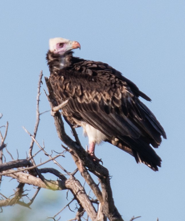White-headed Vulture - David Hoar