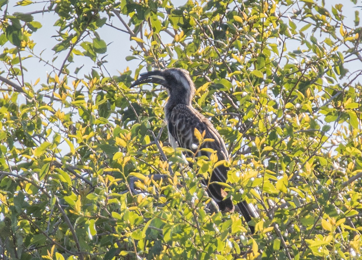 African Gray Hornbill - David Hoar