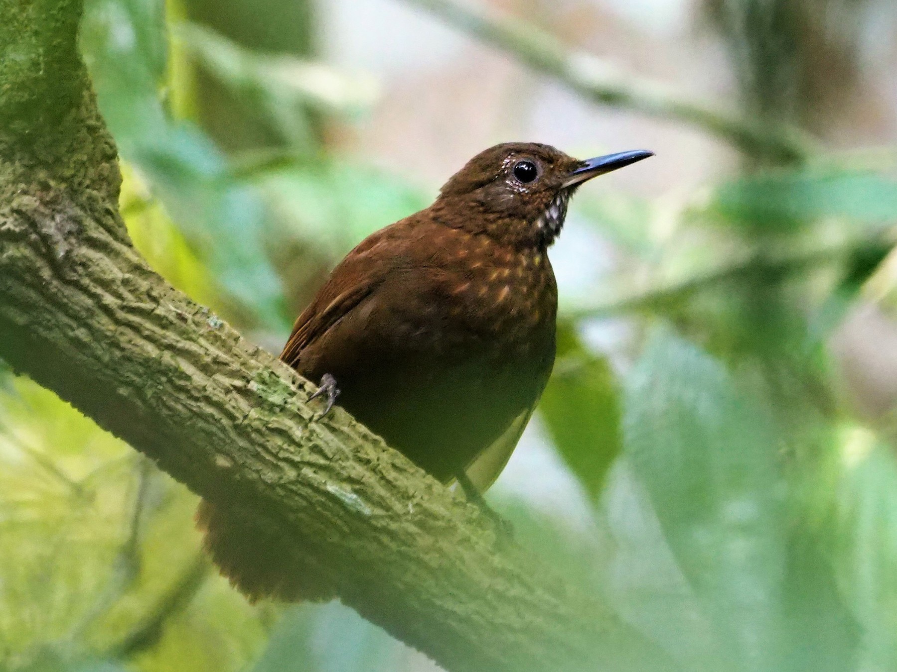 Scaly-throated Leaftosser - Daniel Aldana | Ornis Birding Expeditions
