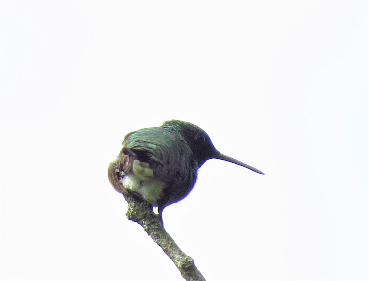 Ruby-throated Hummingbird - ML238904991