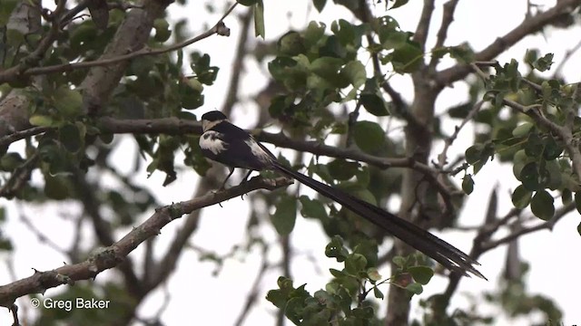 Pin-tailed Whydah - ML238916141
