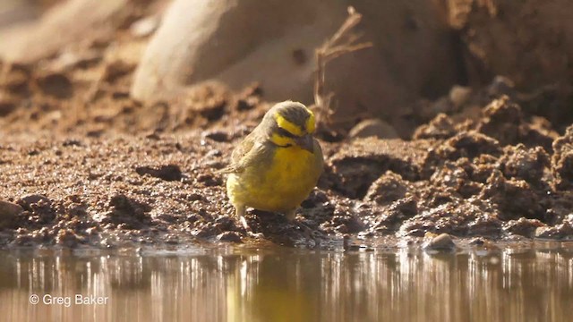 Yellow-fronted Canary - ML238916221