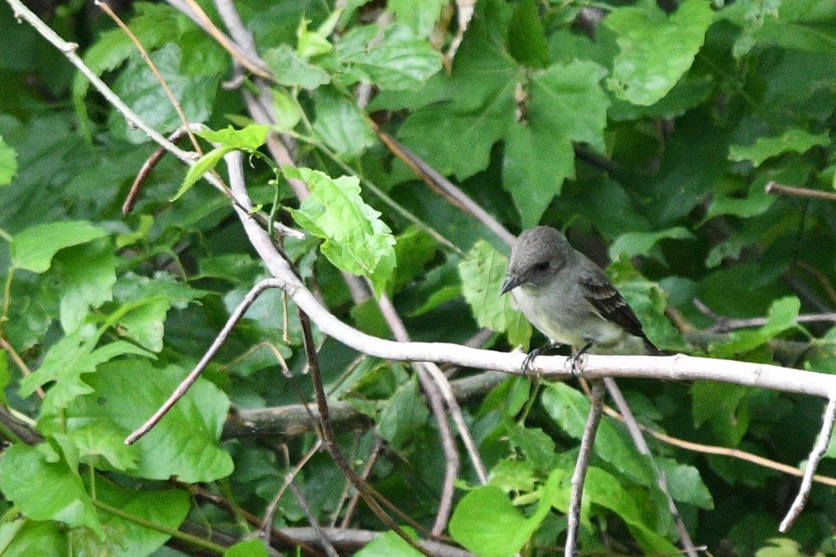 Willow Flycatcher - George Ross