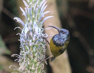  - Cameroon Sunbird (Bioko)
