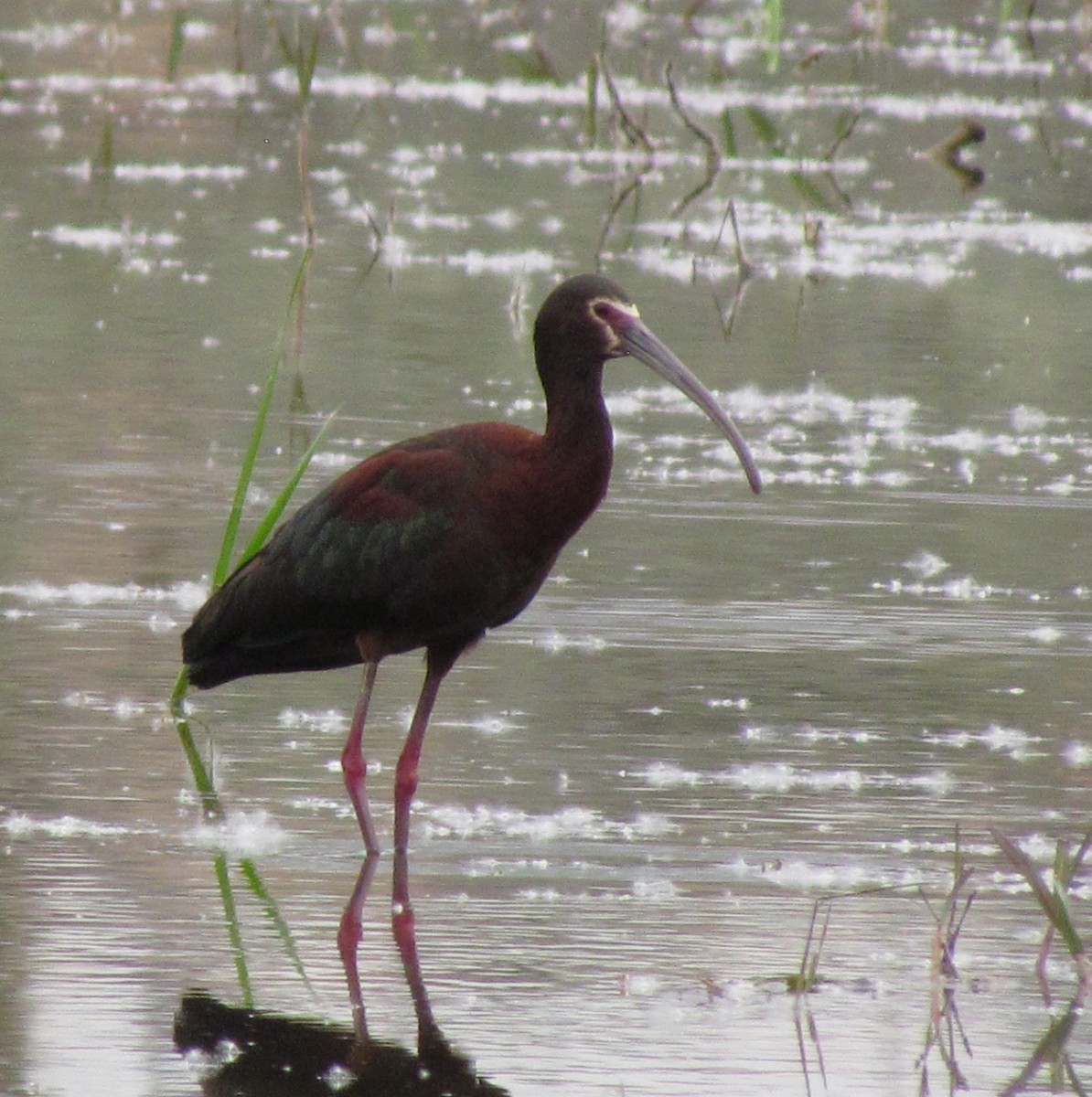White-faced Ibis - DeeAnne Meliopoulos