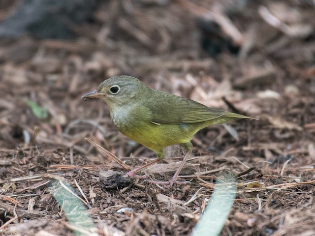 Connecticut Warbler. - Connecticut Warbler - 