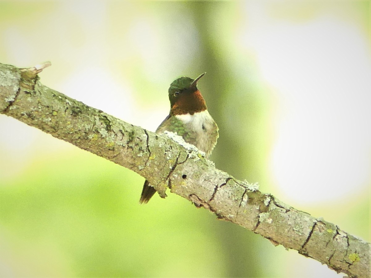 Ruby-throated Hummingbird - ML238930971