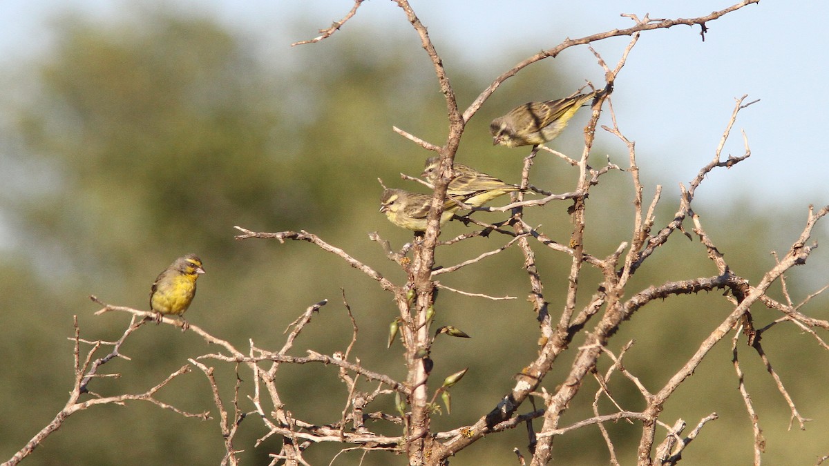 Yellow-fronted Canary - Daniel Jauvin