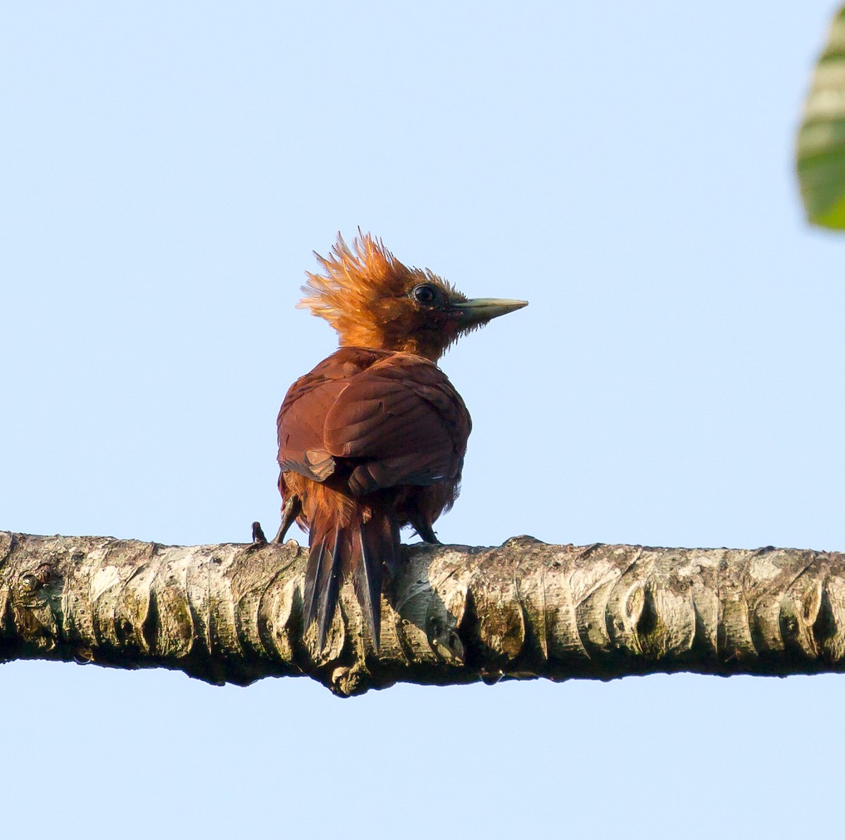 Chestnut-colored Woodpecker - ML238934991