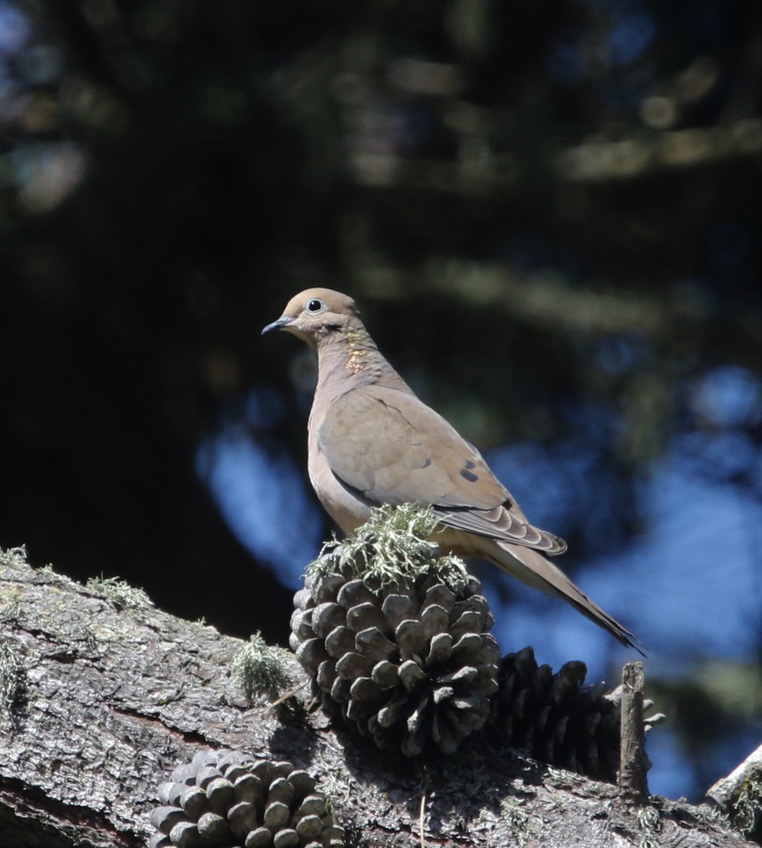 Mourning Dove - Ann Vaughan