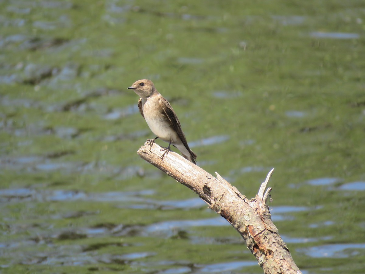 Northern Rough-winged Swallow - ML238952931