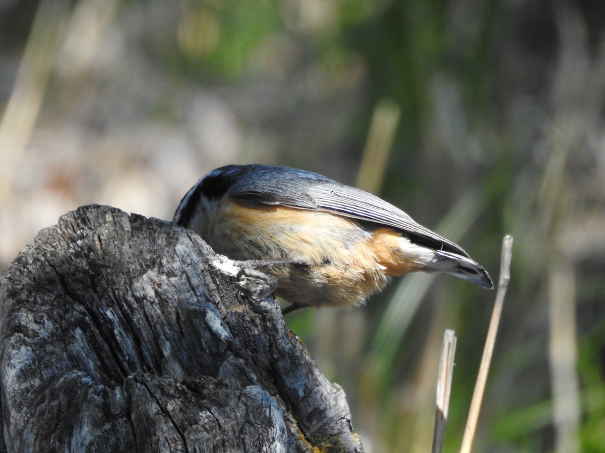 Red-breasted Nuthatch - Shane Sater