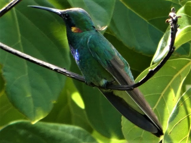 kolibřík ametystouchý - ML238954181