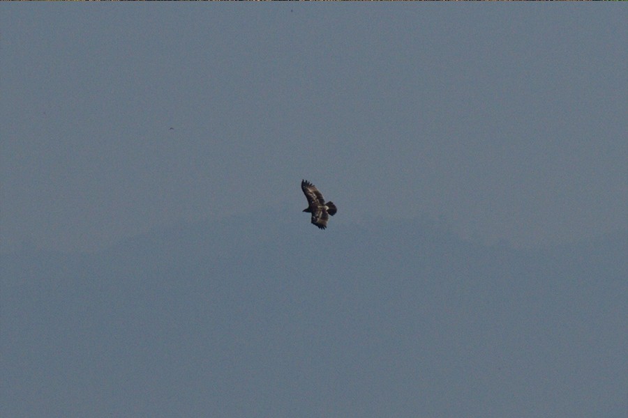 Greater Spotted Eagle - Wich’yanan Limparungpatthanakij