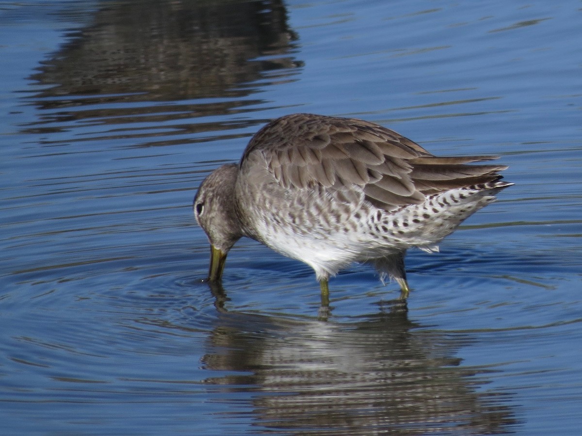 Long-billed Dowitcher - ML23895651