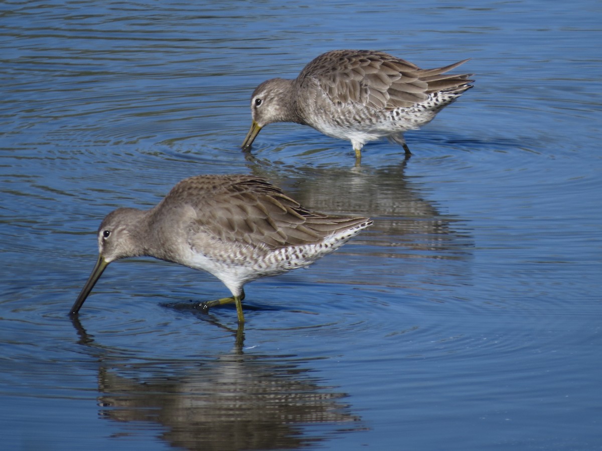 Long-billed Dowitcher - ML23895661