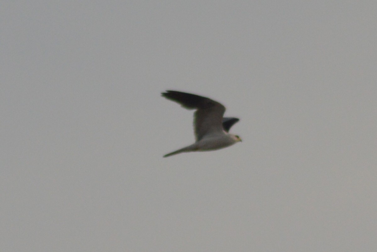 White-tailed Kite - Carlos Mancera (Tuxtla Birding Club)