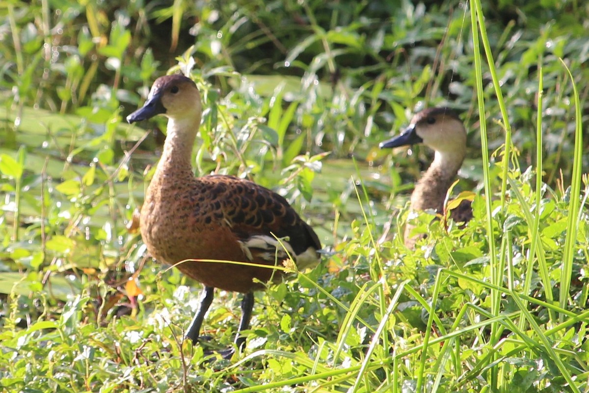 Wandering Whistling-Duck - Jan and Larry Martin