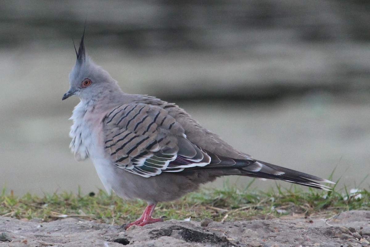 Crested Pigeon - ML238966221