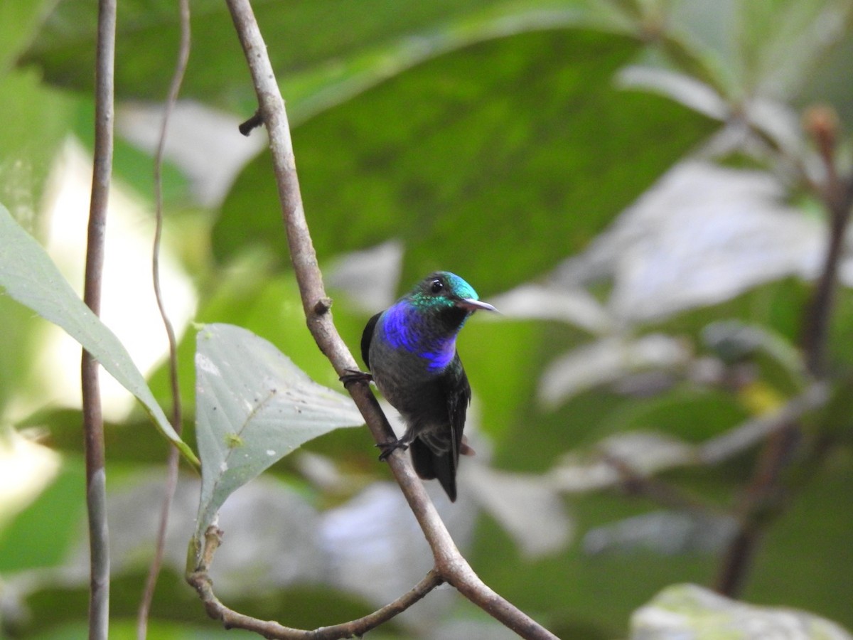 Blue-chested Hummingbird - ML238970411
