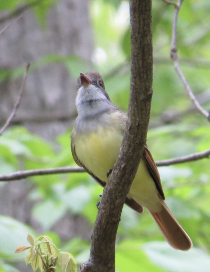 Great Crested Flycatcher - ML238976731