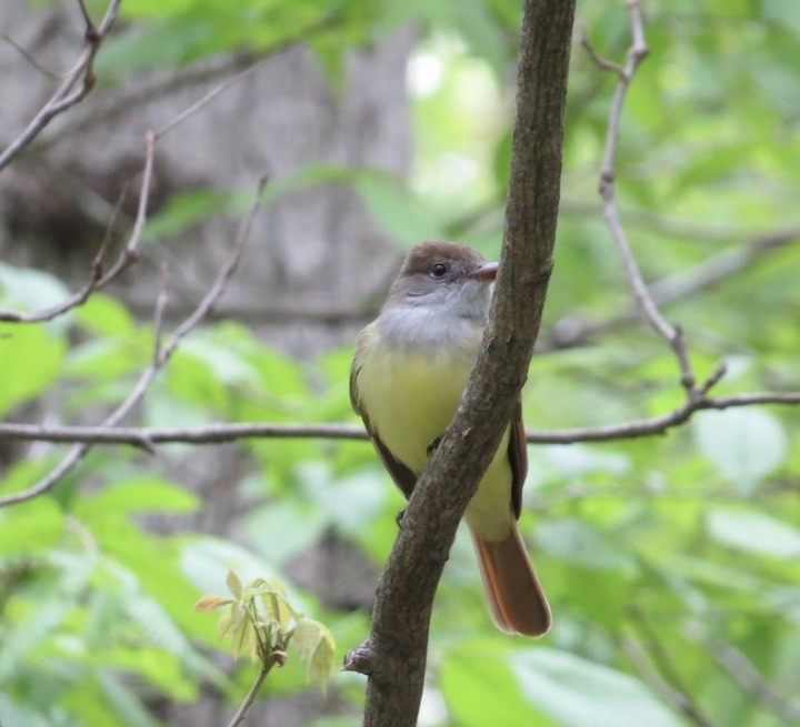 Great Crested Flycatcher - ML238976771