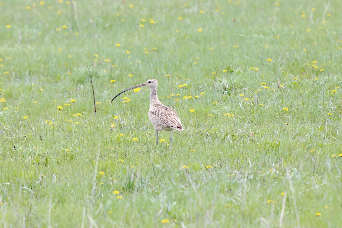 Long-billed Curlew - ML238983611