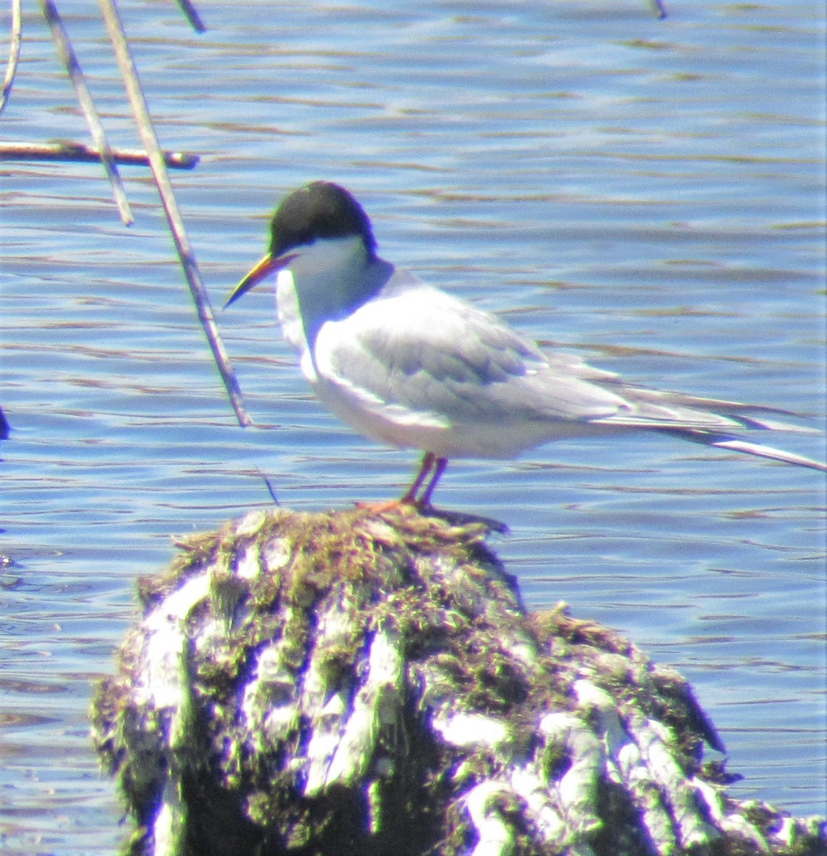 Forster's Tern - Mick Smith