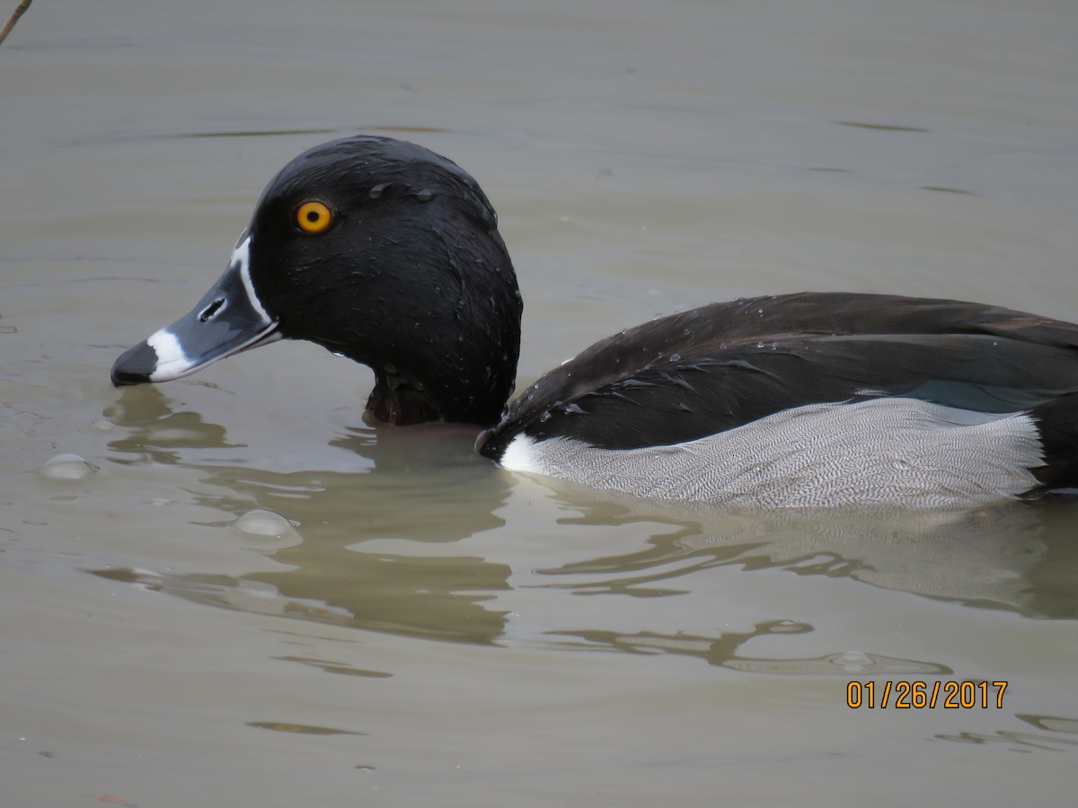 Ring-necked Duck - ML23898881