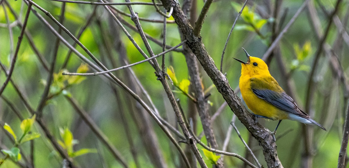 Prothonotary Warbler - ML238989921