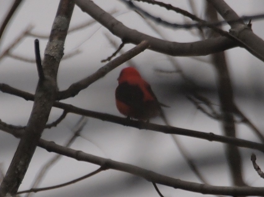Scarlet Tanager - ML238990411